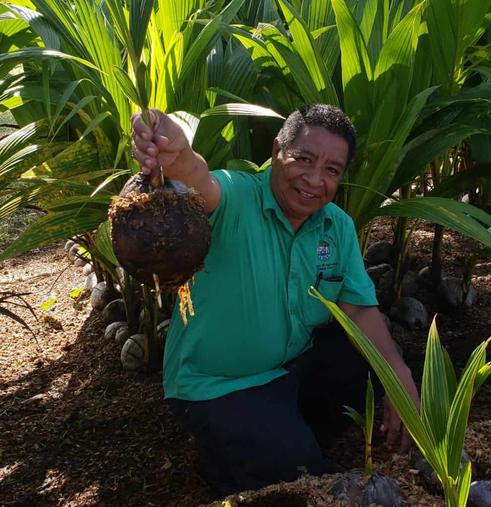 Caribbean Farmers Prepare for Coconut Boom, 