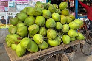 Caribbean Farmers Prepare for Coconut Boom