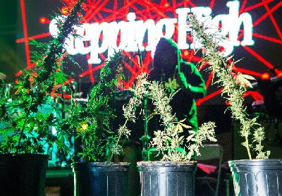 As Marijuana Industry Expands So Does Stepping High Ganja Festival 