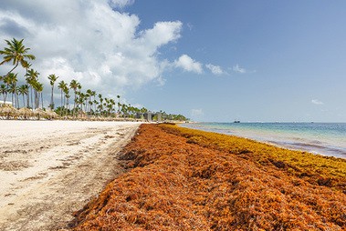 Sargassum Seaweed Clean-up Costs Caribbean US$120 Million