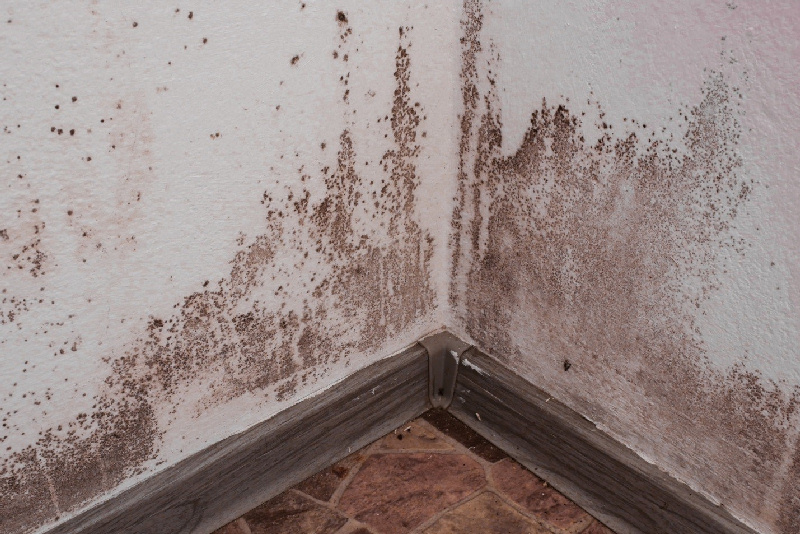 Moving In? How to Check for Mold in Your Home