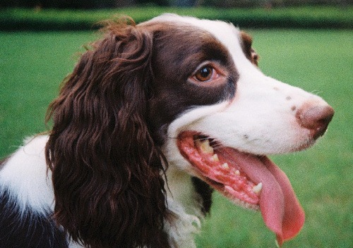 Dental Hygiene For Dogs: Tips To Eliminate Bad Breath