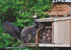 How To Keep Squirrels From Damaging Your Plants and Bird Feeders