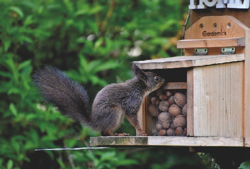 How To Keep Squirrels From Damaging Your Plants and Bird Feeders 