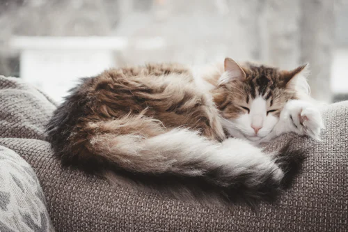 Maintaining Your Long Haired Cat With These Simple Tips
