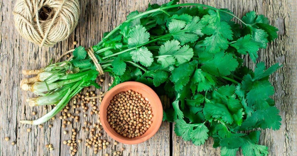 8 Herbs You Can Grow and Eat at Home - Cilantro