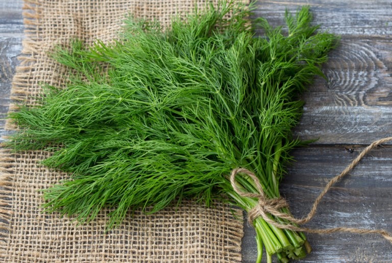 8 Herbs You Can Grow and Eat at Home - Dill