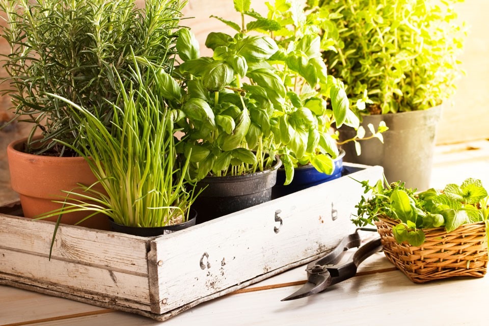 8 Herbs You Can Grow and Eat at Home