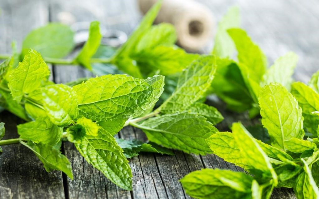 8 Herbs You Can Grow and Eat at Home - Mint