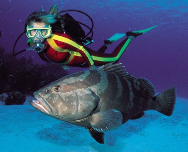 Islands of The Bahamas Captures Top Diving Awards