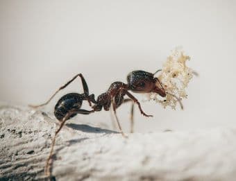 5 Pests That May Invade Your South Florida home - ants