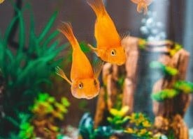 Basic Things Every Aquarium Should Have