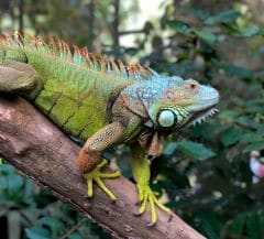 How To Get Rid of Iguanas?