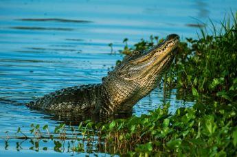 Top-Rated Day Trips from Miami: Everglades National Park