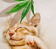 CBD Products for pets