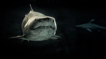 Shark Teeth On Florida's Beaches