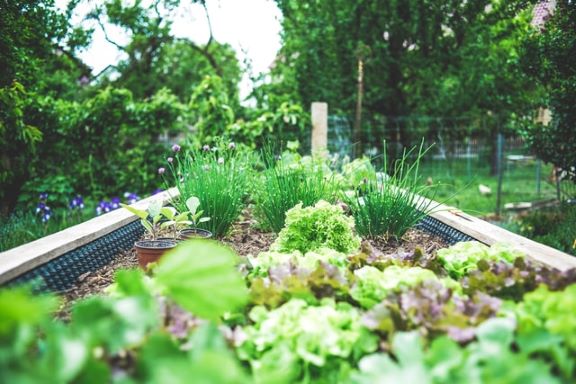 Growing Your Own Plants