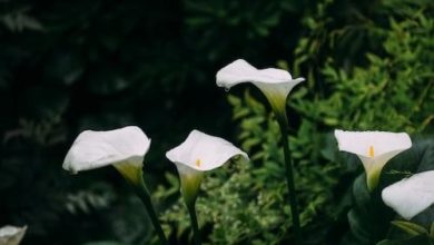 When to Plant Calla Lily Bulbs