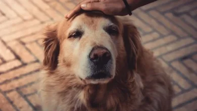 How To Take A Proper Care Of Your Senior Pet