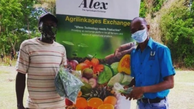Jamaican Farmers Earn Over $300 Million Through ALEX Platform
