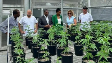 Cannabis industry in Saint Kitts and Nevis