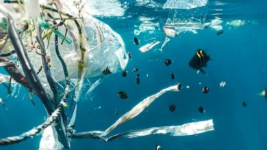 school of fish -How Does Recycling Help Keep Oceans Clean